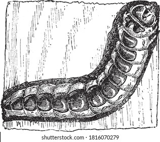 Timber centipede, From the Dictionary of Word and Things, 1888.