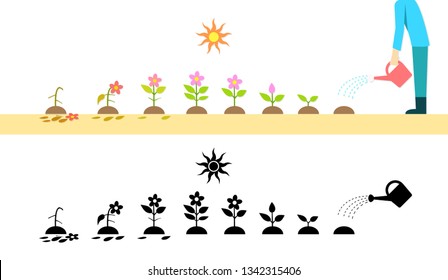 Time Lapse Flower Plant Growing In Vector Art