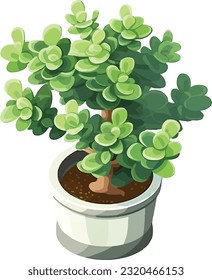 Timeless Beauty: Jade Plant in Pot - Indoor Succulent