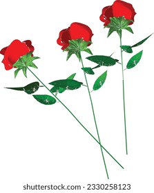 Timeless Beauty in Threes: Delight in the Grace of Red Roses.