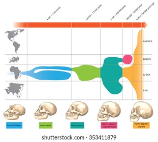 Timeline Of Human Evolution