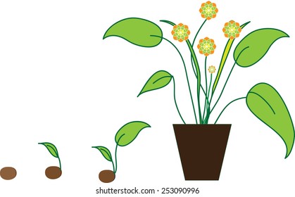 Timeline Infographic of planting tree process, flat design 
