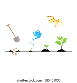 Timeline infographic of planting tree process