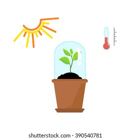 Timeline infographic of planting tree process