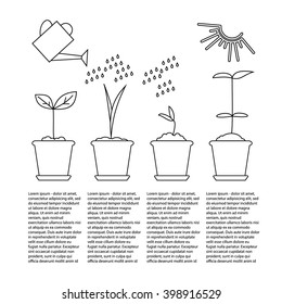 Timeline infographic of planting tree process