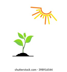 Timeline infographic of planting tree process