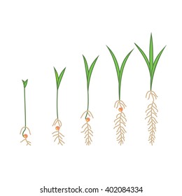 Timeline infographic of planting tree process