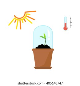 Timeline infographic of planting tree process