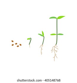 Timeline infographic of planting tree process