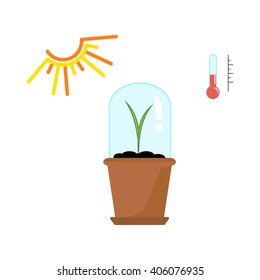 Timeline infographic of planting tree process