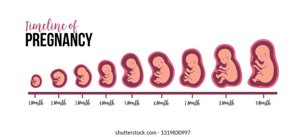 Fetal Organ Development Timeline