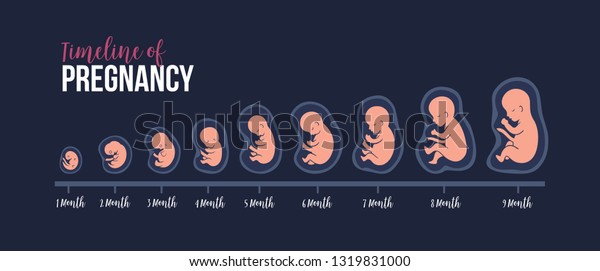 Timeline Pregnancy Fetal Development Schematic Embryo