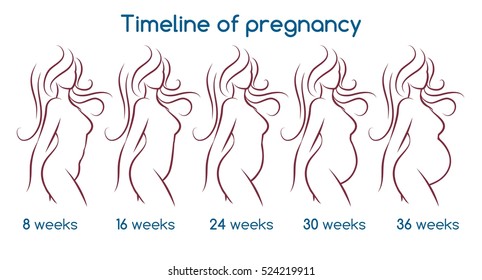 Timeline of pregnancy with line woman silhouette. Vector illustration
