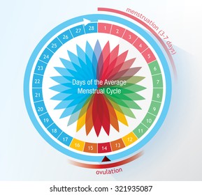 Timetable of a menstruation period showing ovulation