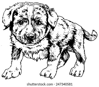 Timid puppy - drawn realistic vector Isolated on white  stylized as engraving