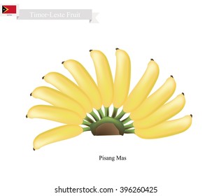 Timor-Leste Fruit, Illustration of Pisang Mas or Golden Banana. One of The Most Popular Fruits in Timor-Leste.