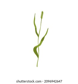 Timothy grass. Phleum pratense, wild plant. Botanical drawing of field flower. Green thin tall stem with leaf and spikelet. Colored flat vector illustration isolated on white background