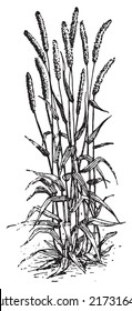 Timothy-grass or Phleum pratense or Timothy or Meadow cat's-tail or Common cat's tail, vintage engraved illustration. Dictionary of words and things - Larive and Fleury - 1895.