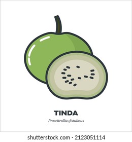 Tinda,  or Indian Squash or Apple Gourd vegetable icon, outline with color fill style vector illustration