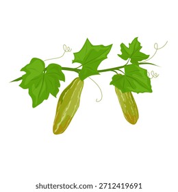 Vegetal de calabaza de hiedra de Tindora. Adecuado para temas culinarios, proyectos de alimentos saludables, empaques, conceptos agrícolas, imágenes de recetas, temas de nutrición y contenido de estilo de vida basado en plantas.