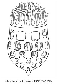 Cables de tintinnido - ilustración lineal vectorial para colorear, Tintinnid - ciliados eucarióticos unicelulares. Plankton bajo un microscopio, un microorganismo - para un libro de colorantes