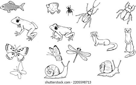 tiny animals vector line illustrations - frog, buterfly, beetle, fish
