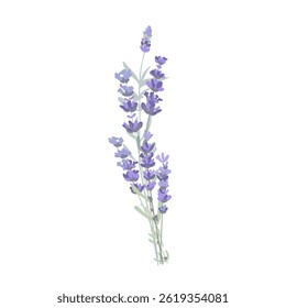 Tiny bouquet of lavender flowers. Vector isolated illustration. Cute design element for Provence style