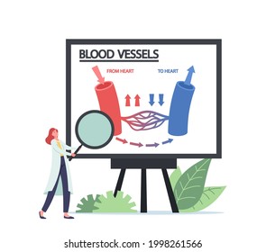 Tiny Doctor Character with Huge Magnifier in Hands Presenting Infographics of Blood Circulation in Vein, Artery Vessels of Heart. Medicine Anatomy, Health Care. Cartoon People Vector Illustration