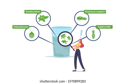 Tiny Female Character with Magnifier Look inside of Huge Water Glass with Protozoa Unicellular Amoeba Proteus, Chlamydomonas, Paramecium Caudatum or Euglena Viridis. Cartoon People Vector Illustration