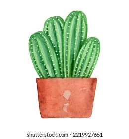 Tiny green cactus hand painted with watercolor isolated on white background, cute succulent plant
