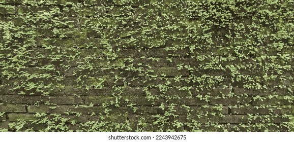 Tiny green plants growing on moss covered old brick wall in Ubud, Indonesia