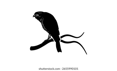 Pequeño halcón, silueta aislada negra