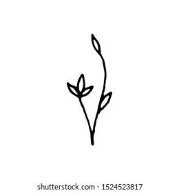 Tiny Leaves Plants Hand drawn vector illustration for logo, invitations, graphic design