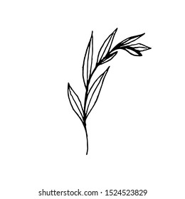 Tiny Leaves Plants Hand drawn vector illustration for logo, invitations, graphic design