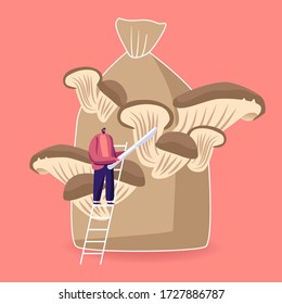 Tiny Male Character Stand on Ladder with Knife in Hands Prepare to Cut Ripe Mushrooms Growing on Huge Sack. King Oyster Mushrooms Growing Up in Bag, Homemade Fungiculture. Cartoon Vector Illustration