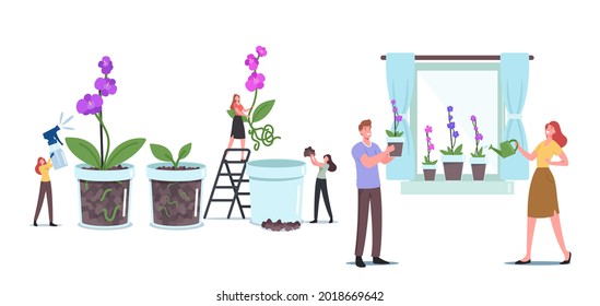 Tiny Male and Female Characters Grow Orchids Phalaenopsis in Pots at Home Windowsill, Gardening, Planting Hobby Growing Plants and Making Compositions Concept. Cartoon People Vector Illustration