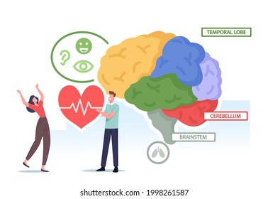 Tiny Male and Female Characters Holding Heart at Huge Human Brain Separated on Colorful Parts Temporal Lobe, Cerebellum and Brainstem Medical Anatomy Chart. Cartoon People Vector Illustration