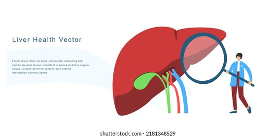 Tiny Physician Examines Human Liver With Magnifier To Diagnose Its Diseases. Medical Observation Flat Vector Banner For Diagnostic Center, Laboratory, Clinic, Research Institution, Conference Etc. 