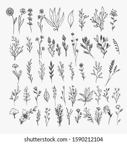 Tiny Plant Clip Art Elegant Hand Drawn Set - For wedding invitations, posters, blog posts, logos ,etc.