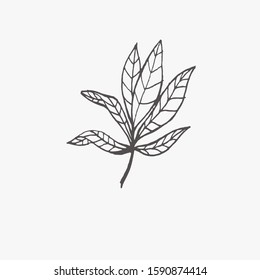 Tiny Plants, flowers, Hand drawn vector illustration for logo, invitations, graphic design