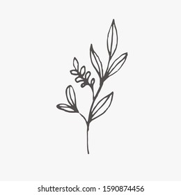 Tiny Plants, flowers, Hand drawn vector illustration for logo, invitations, graphic design