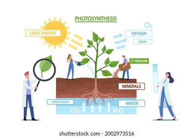 Tiny Scientists Characters at Photosynthesis Infographics Presenting Changes Sunlight Into Chemical Energy, Splits Water to Liberate Oxygen, Carbon Dioxide to Sugar. Cartoon People Vector Illustration