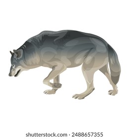 Cansado lobo gris caminando en un estilo realista. Vista lateral. Ilustración vectorial aislada sobre un fondo blanco