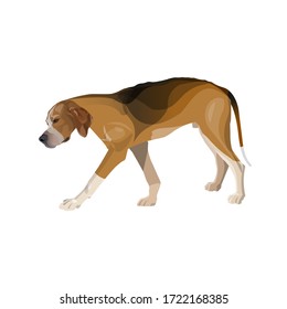 Tired hound breed dog is walking slowly with his head down. Vector illustration isolated on white background in realistic style