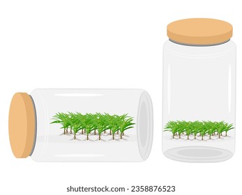 Tissue culture inside the bottle.