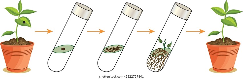 Tissue Culture, Photosynthesis (Biology Lesson)