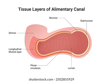 Tissue Layers of Alimentary Canal
