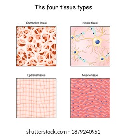 Tissue types. connective, muscle, nervous, and epithelial. Close-up of cells in different tissue. anatomical fiber parts: Epithelium, bone matrix, neurons, and smooth muscle. vector