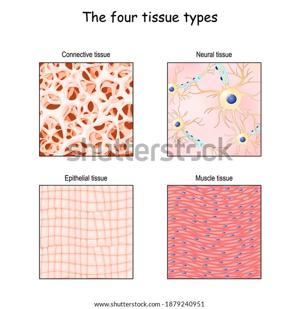 Tissue types.\
connective, muscle, nervous, and epithelial. Close-up of cells in\
different tissue. anatomical fiber parts: Epithelium, bone matrix,\
neurons, and smooth muscle.\
vector