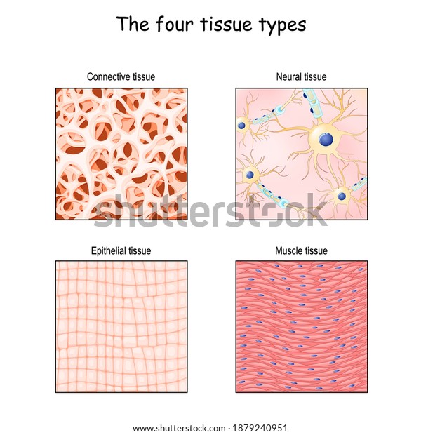 Muscle Type Images Search Images On Everypixel